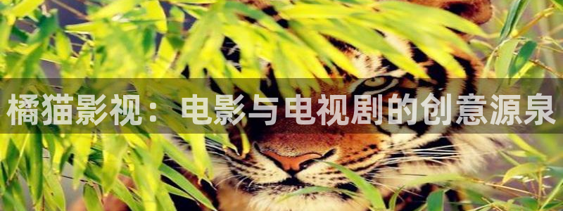 裸眼3d环幕轨道影院：橘猫影视：电影与电视剧的创意源泉